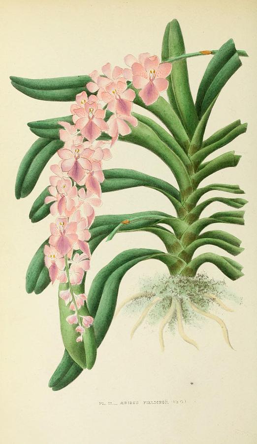 Orchid Painting - Aerides Fielding by Philip Ralley
