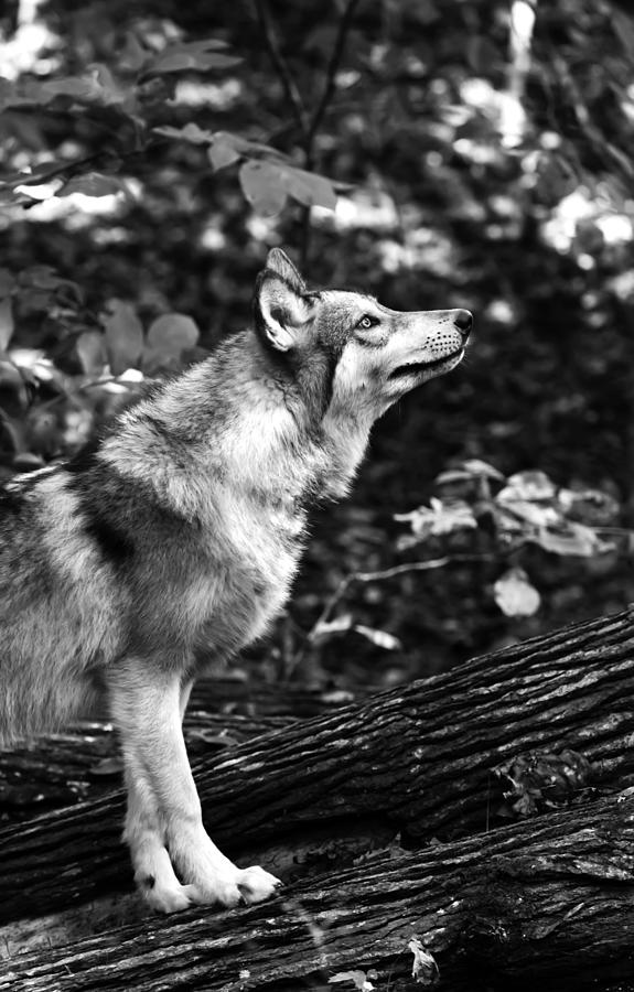 Aero Wolf in Black and White Photograph by Tracy Winter