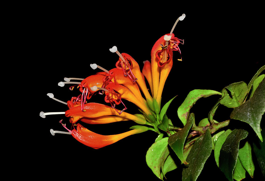 Aeschynanthus speciosus - Lipstick Plant 001 Photograph by George Bostian