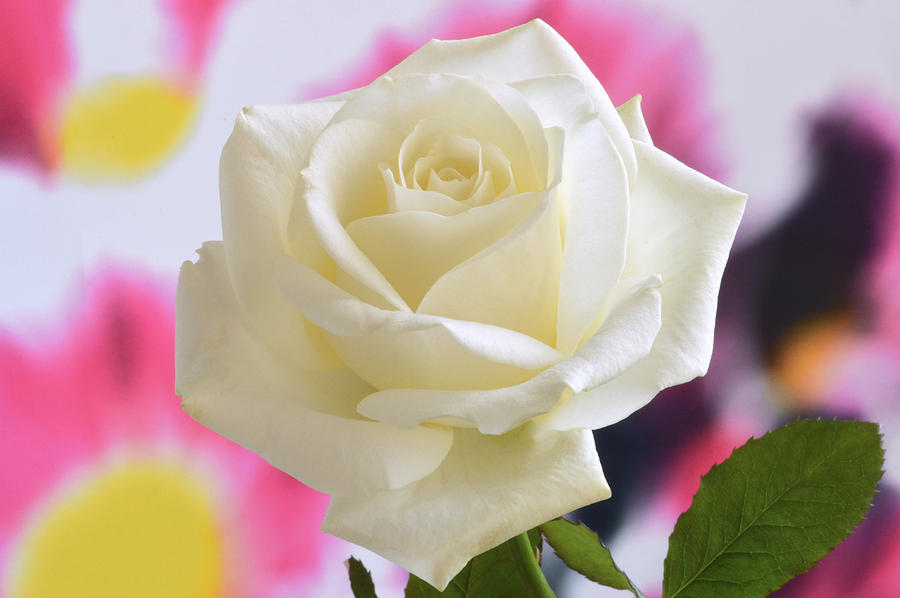 Aesthetic Rose. Photograph by Terence Davis Aesthetic Rose. Photograph by Terence Davis