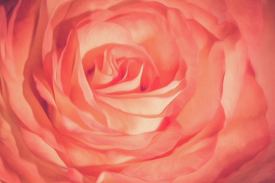 Aesthetics Of A Rose Photograph by Elvira Pinkhas