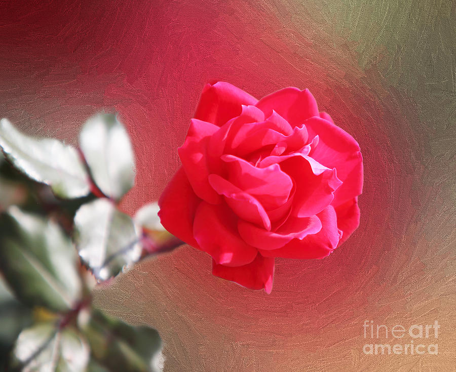 Aetistic Red Rose Blossom Photograph by Linda Phelps