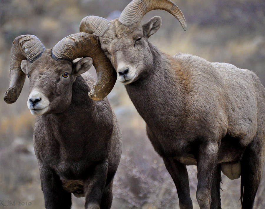 Affectionate Rams Photograph by Kevin Munro