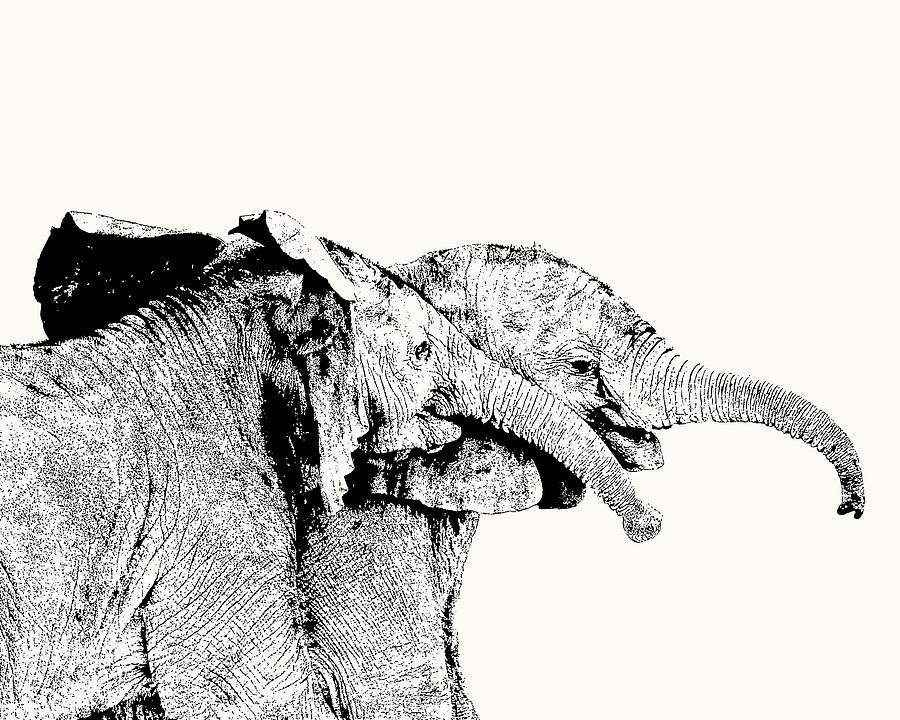 Elephant Photograph - Affectionate Young Elephant Pair by Scotch Macaskill Elephant Photograph - Affectionate Young Elephant Pair by Scotch Macaskill