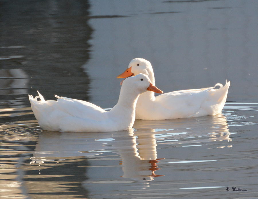 AFLAC Ducks ?? Photograph by Dan Williams
