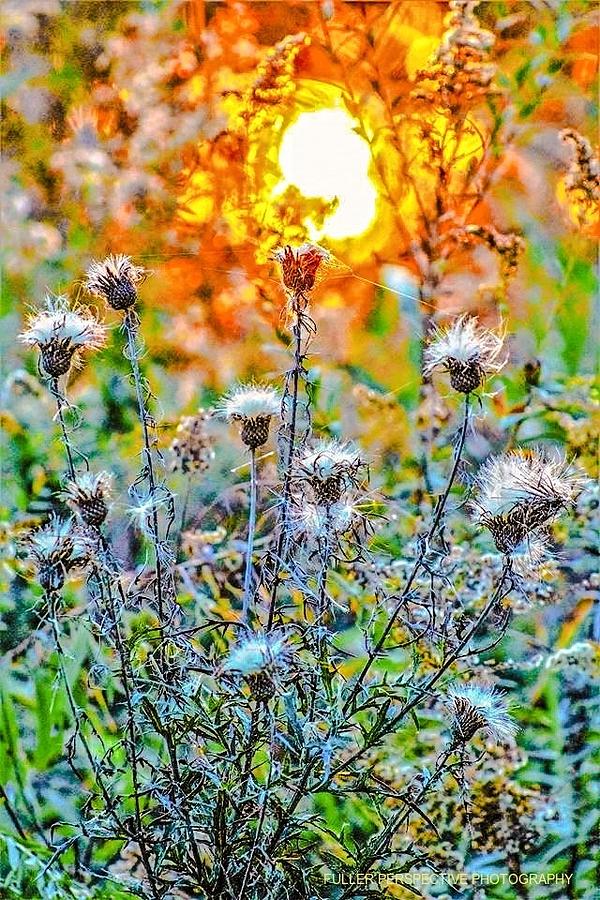 Aflame Photograph by Chad Fuller - Fine Art America