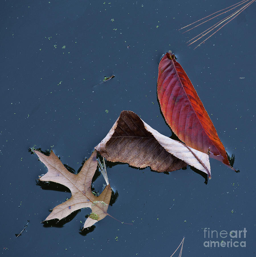 Afloat by James Guilford Afloat by James Guilford