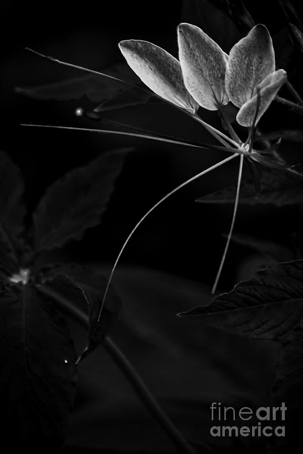 Flower Photograph - Aflutter in Black and White by James Aiken