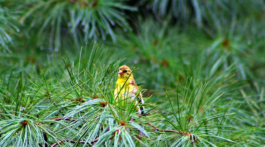 Finch Photograph - Afraid To Fly by Barbara S Nickerson