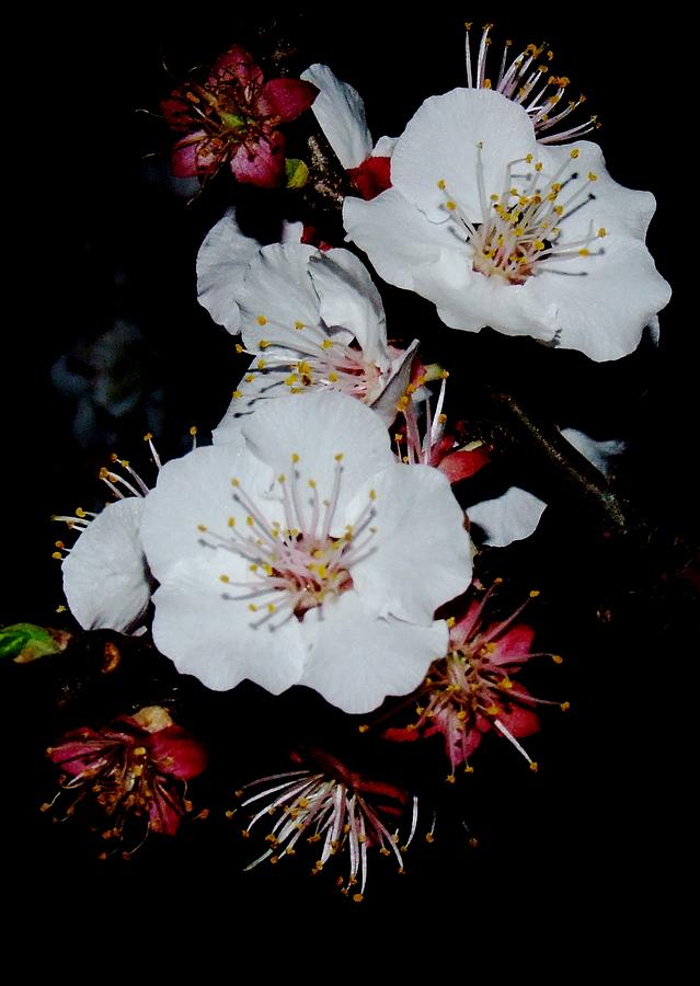 Afrcan Blossom at night Photograph by Bill Vernon