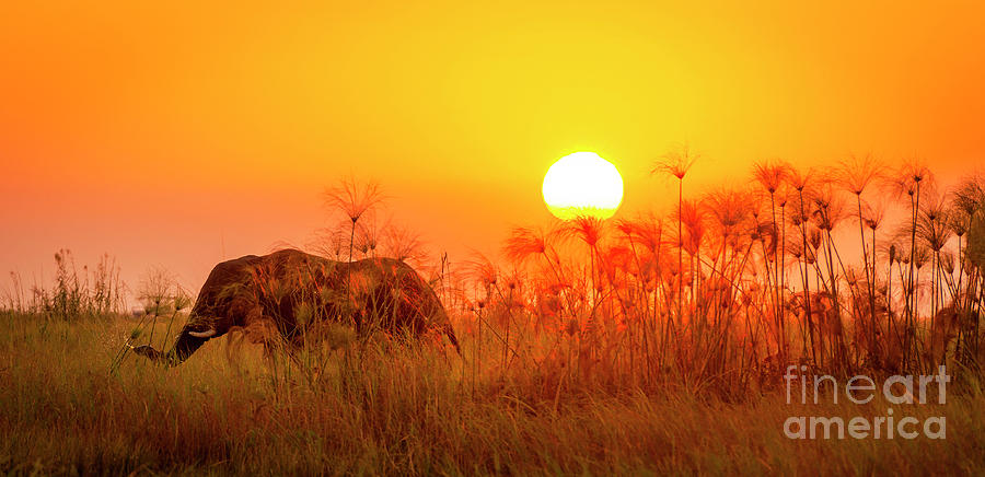 Africa Elephant Background Photograph by THP Creative
