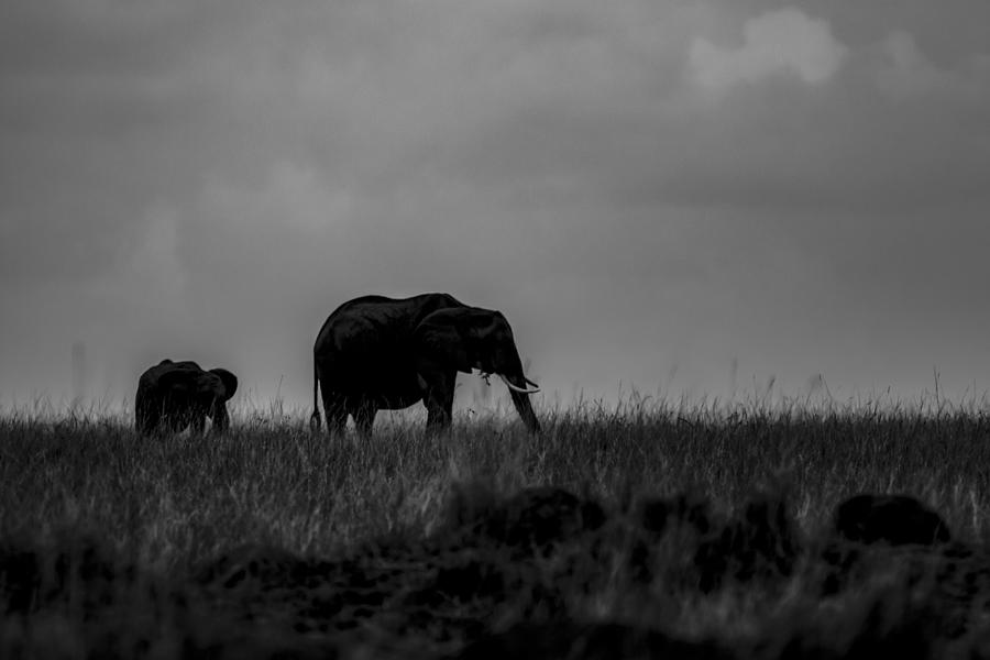 Africa Grass Land Photograph by Ramabhadran Thirupattur