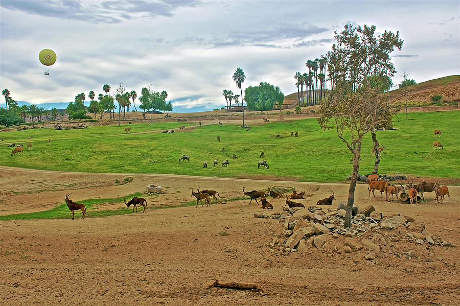 Africa Landscape at San Diego Zoo Animal Safari Park, Escondido, California  Photograph by Ruth Hager