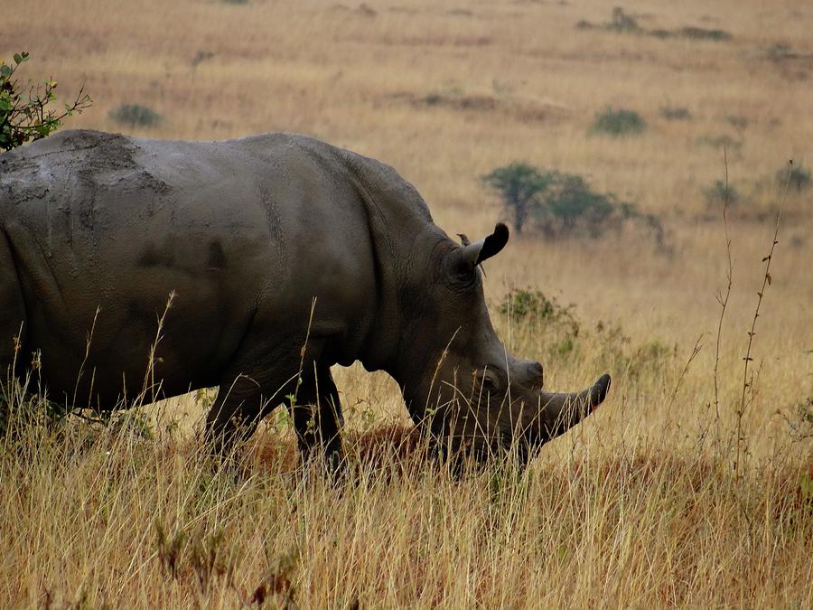 African animals on safari - one very rare white rhinoceros left angle ...