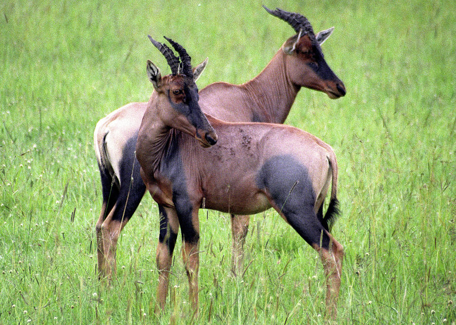 African Antelopes Photograph by Robert Suggs