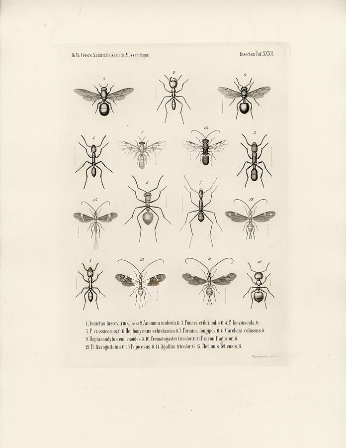 African Ants Drawing by W Wagenschieber