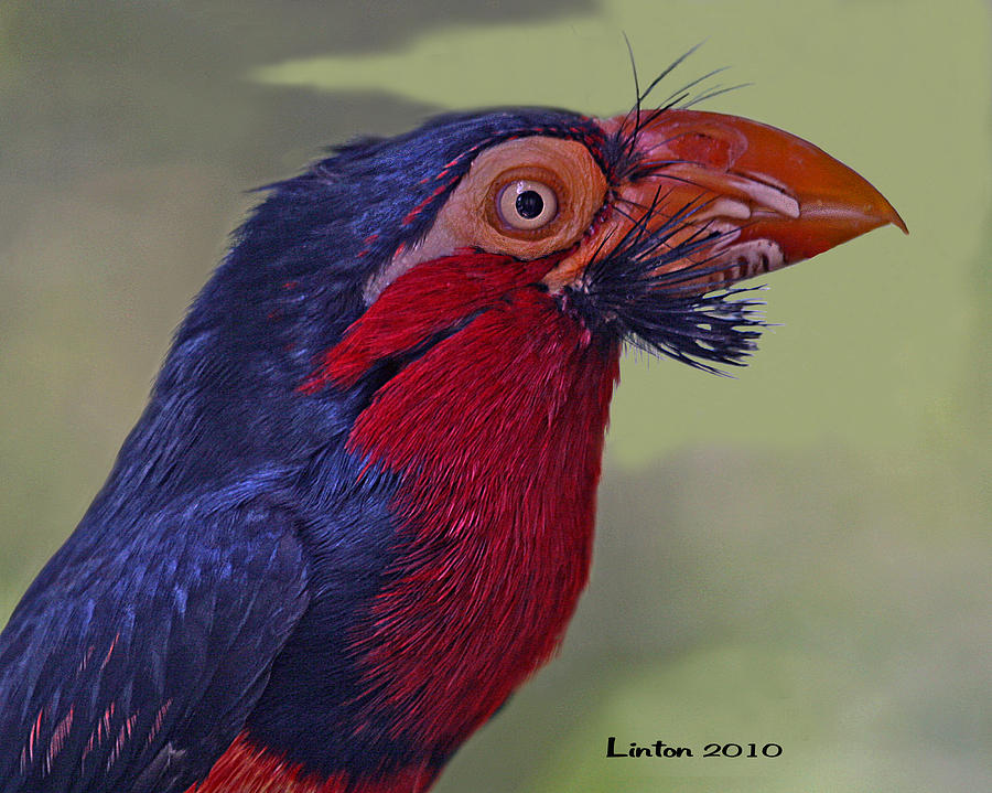 African Bearded Barbet Photograph by Larry Linton