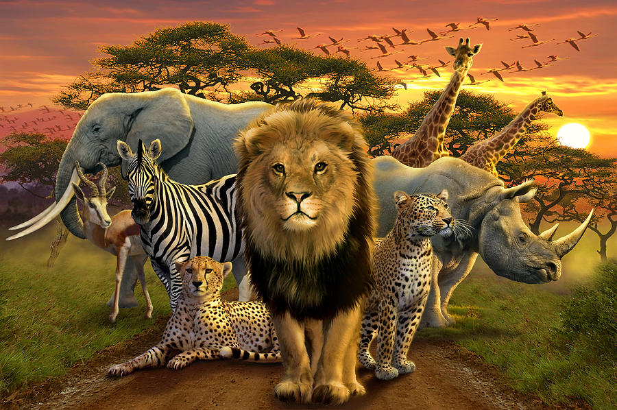 Sunset Photograph - African Beasts by MGL Meiklejohn Graphics Licensing