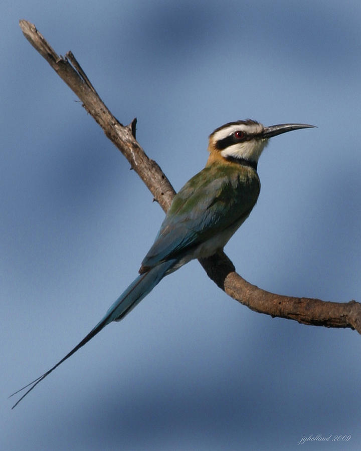 African Bee Eater Photograph by Joseph G Holland