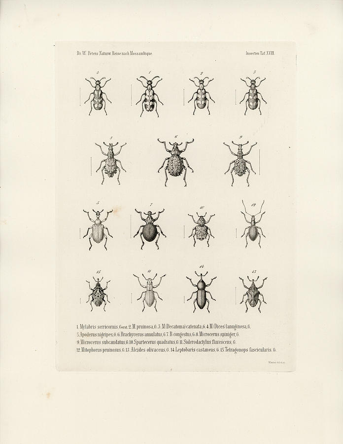 African Beetles Drawing by Bernhard Wienker