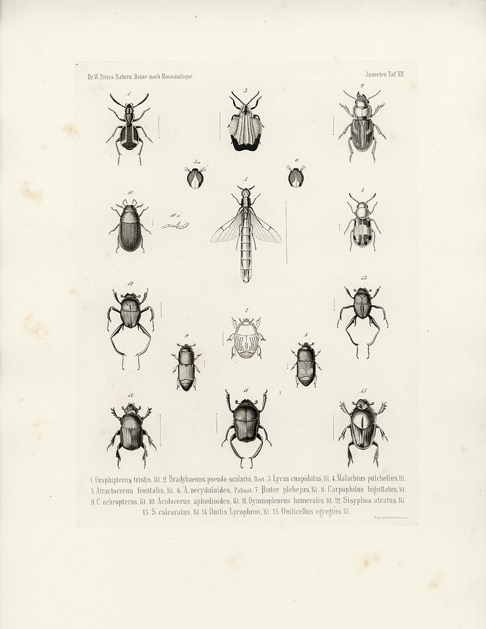 African Beetles, including Dung Beetles Drawing by W Wagenschieber