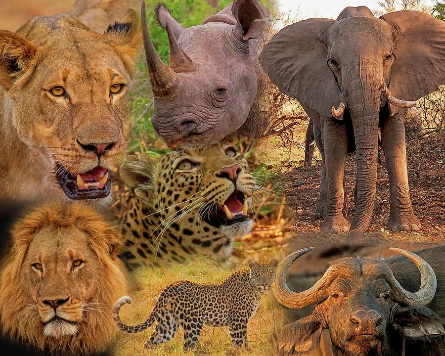 African Big Five Montage Photograph by Larry Linton | Fine Art America