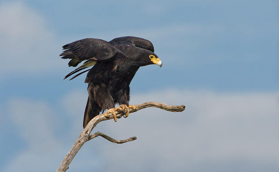 Eagle Photograph - African Black Eagle by Basie Van Zyl