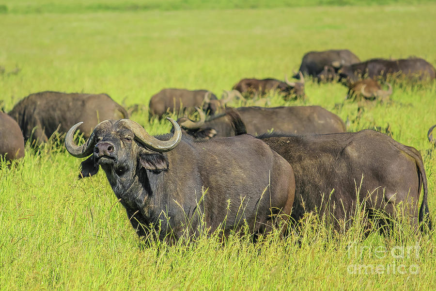 African buffalo Photograph by Benny Marty