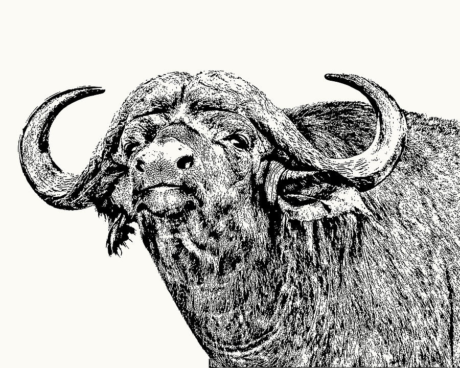 Buffalo Photograph - African Buffalo Bull Portrait by Scotch Macaskill Buffalo Photograph - African Buffalo Bull Portrait by Scotch Macaskill