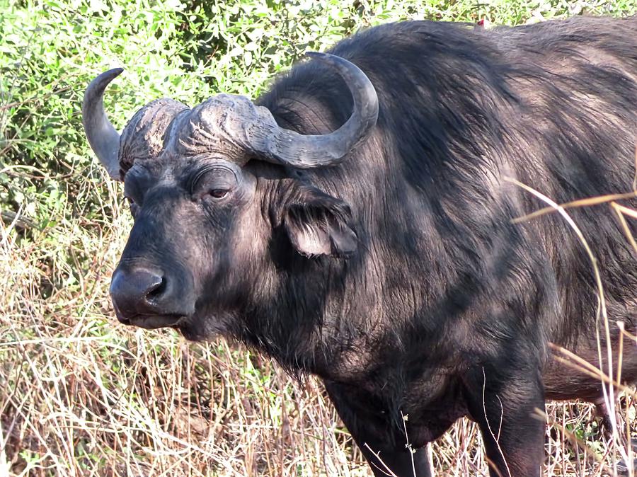 African Buffalo Photograph by Jennifer Wheatley Wolf