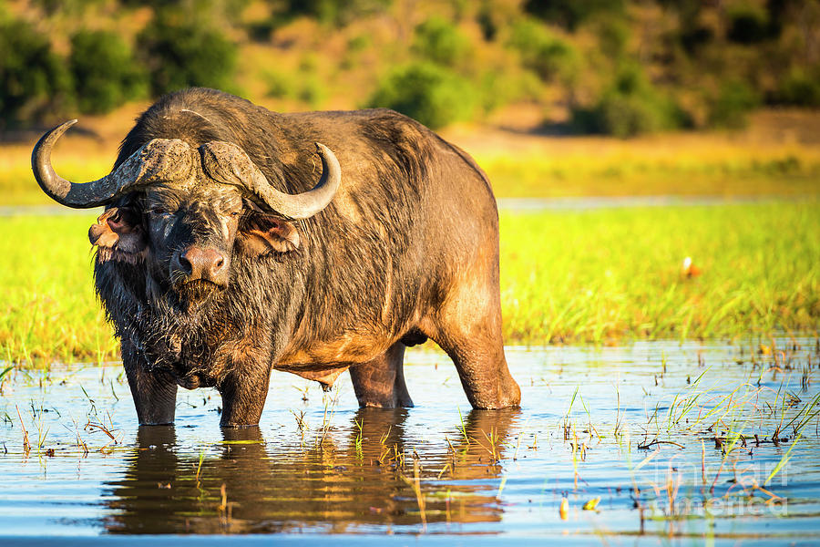 Buffalo Photograph - African Buffalo by THP Creative