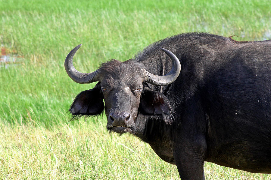 African Buffalo Photograph by Tony Murtagh