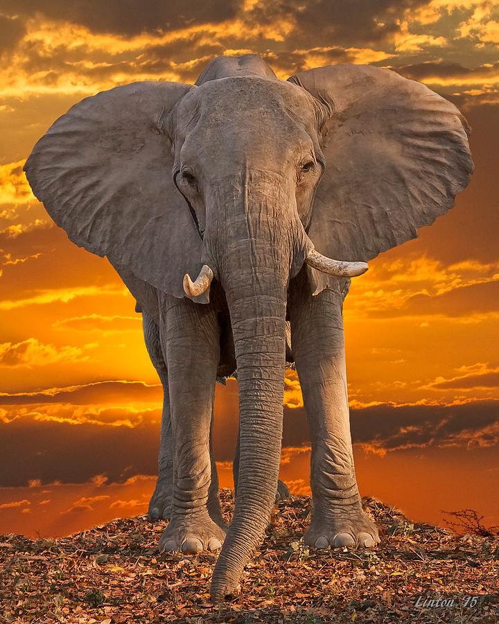 African Bull Elephant At Sunset Photograph by Larry Linton