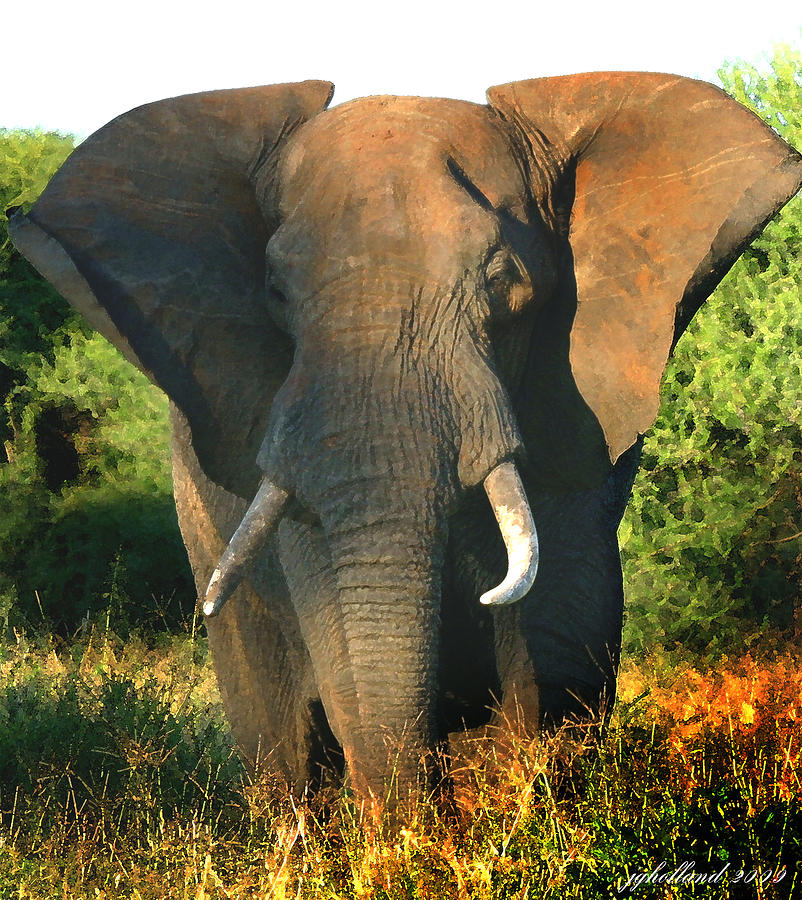 African Bull Elephant Photograph by Joseph G Holland