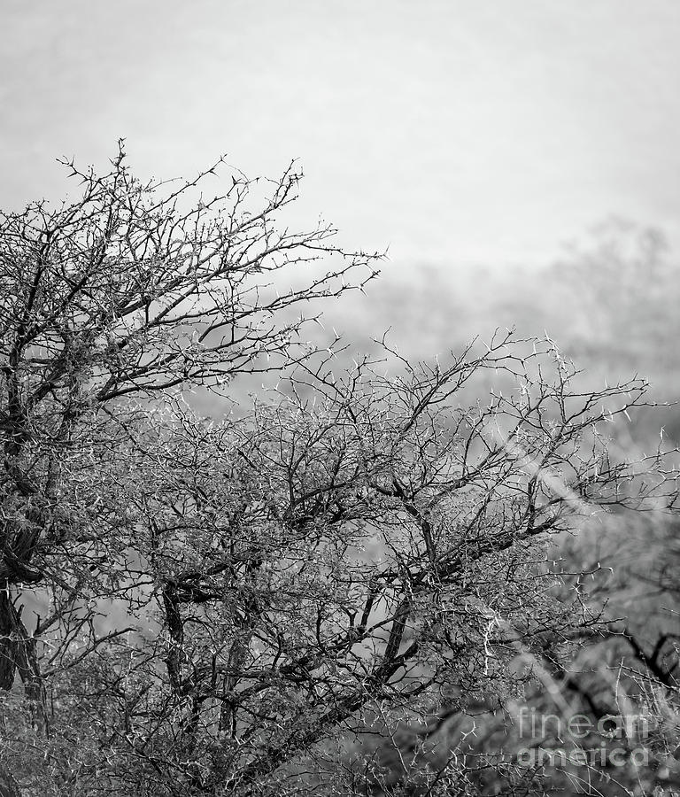 Landscape Photograph - African Bush Black And White by THP Creative