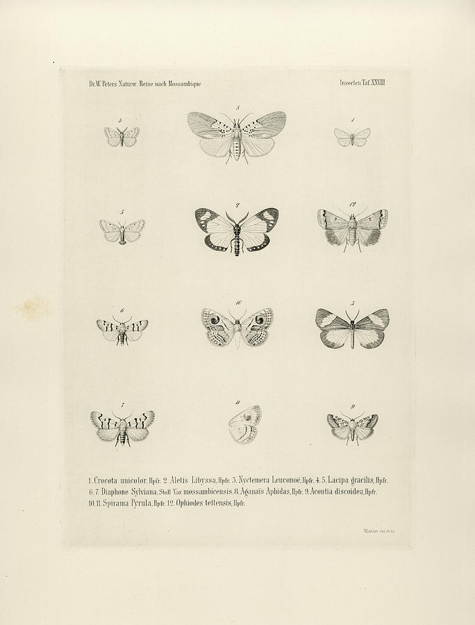 African Butterflies Drawing by Bernhard Wienker