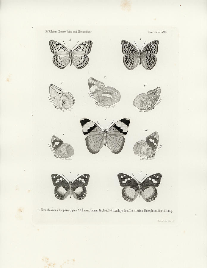 African Butterflies Drawing by W Wagenschieber
