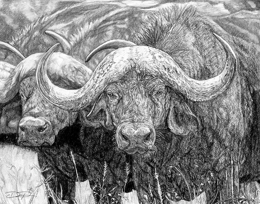 African Cape Buffalo Drawing by Dan Pearce Fine Art America
