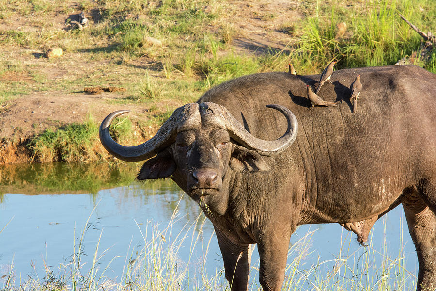 African Cape Buffalo Photograph by Dave Slovenec - Fine Art America