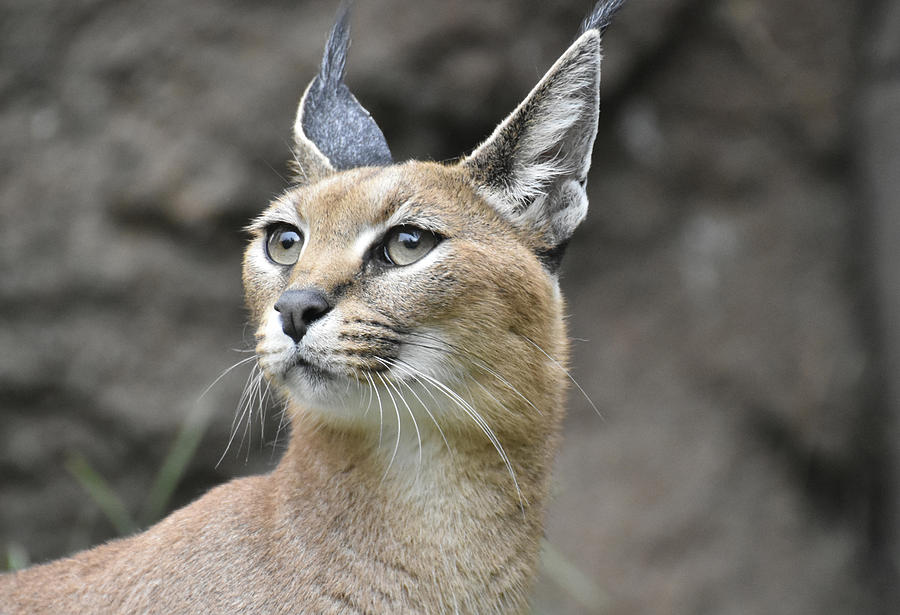 African Caracal Cat Photograph by Beth Wolff