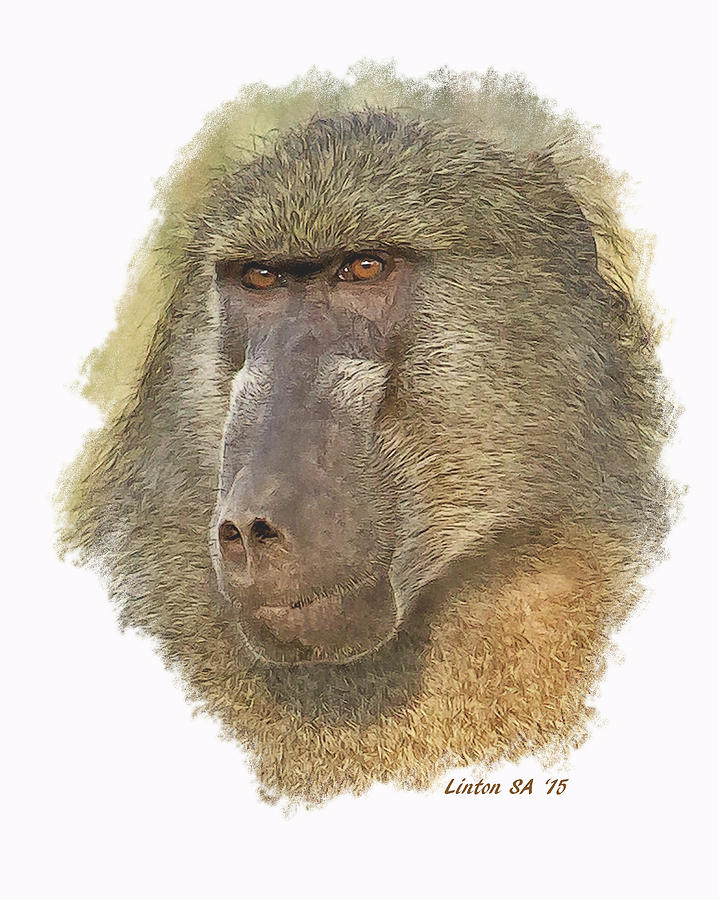 African Chacma Baboon Digital Art by Larry Linton