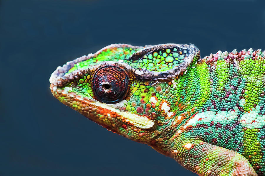 African Chameleon Photograph by Richard Goldman