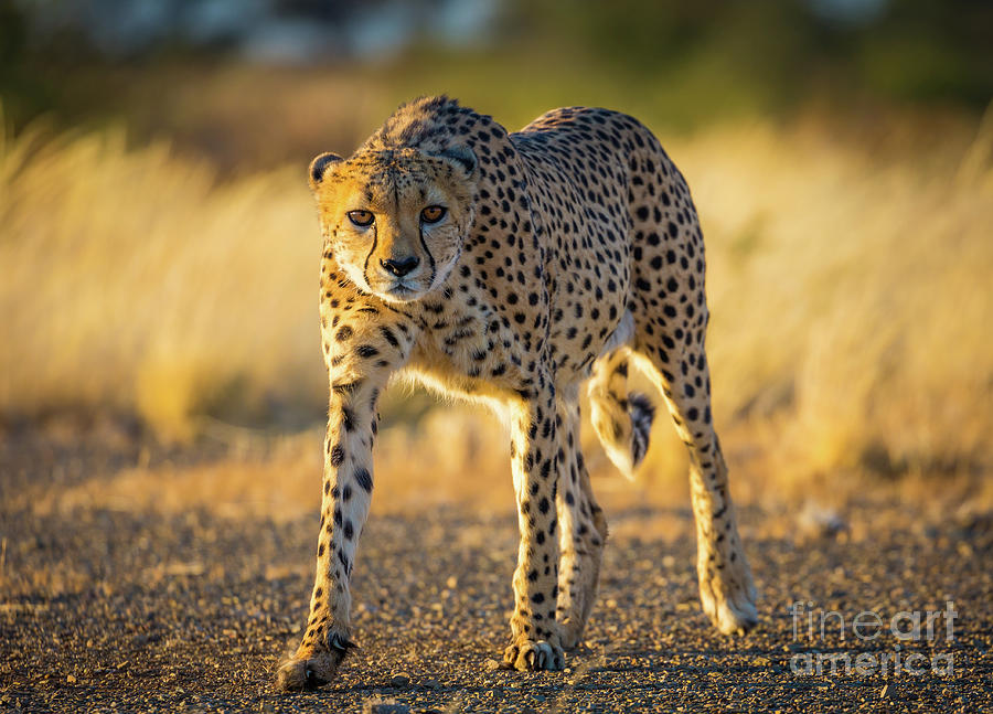 African Cheetah Photograph by Inge Johnsson