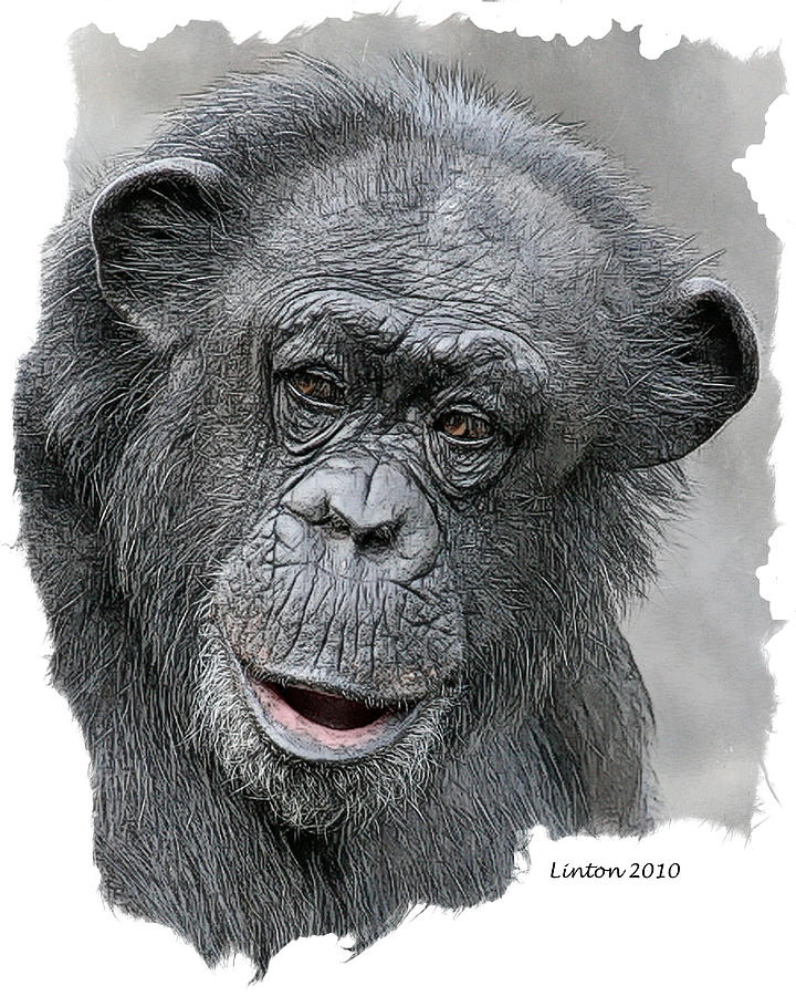 African Chimpanzee Digital Art by Larry Linton