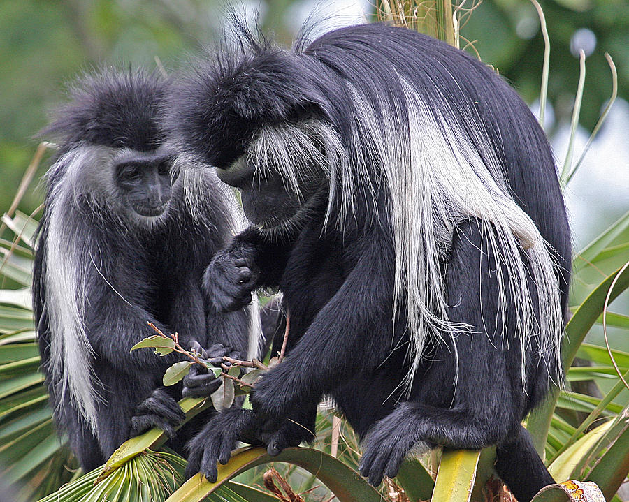 African Colobus Monkeys Photograph by Larry Linton