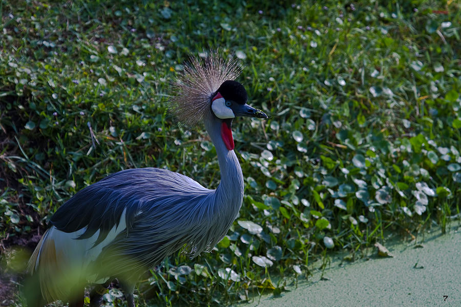 African Crowned Crane Photograph by Jason Blalock