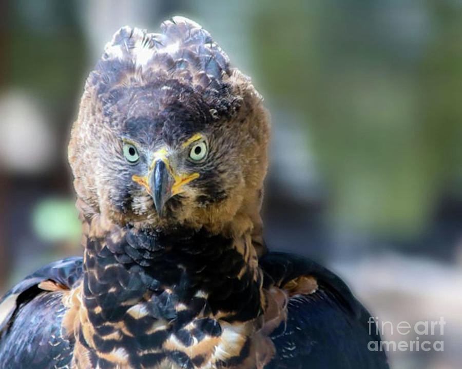 African Crowned Eagle Photograph