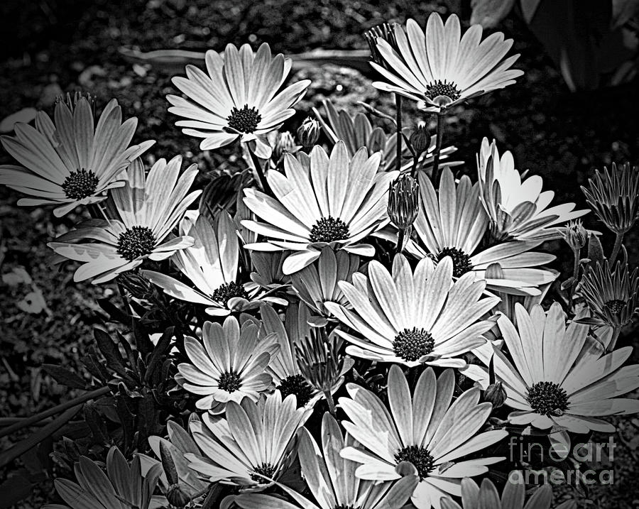 African Daisies In Black And White Photograph by Smilin Eyes Treasures