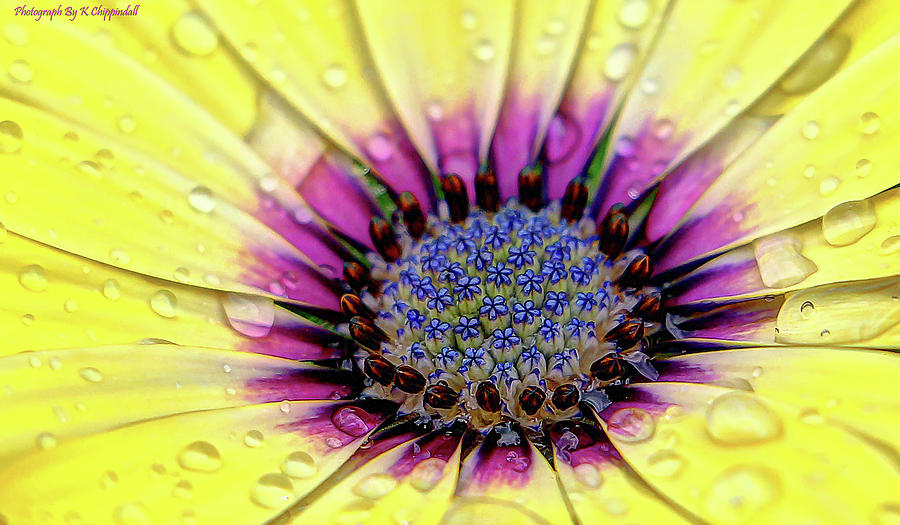 African daisy 012 Digital Art by Kevin Chippindall