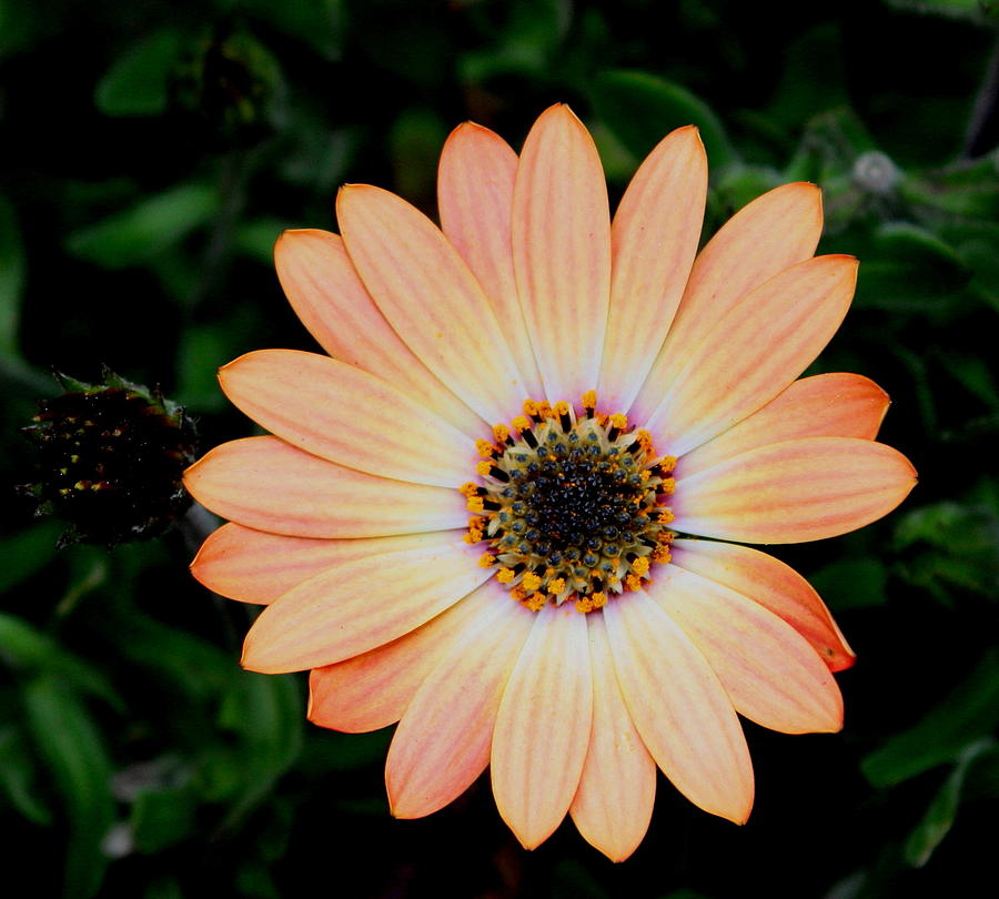 African Daisy Photograph by Dreamweaver Gallery